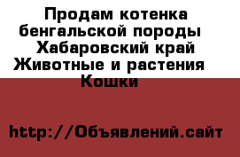 Продам котенка бенгальской породы - Хабаровский край Животные и растения » Кошки   